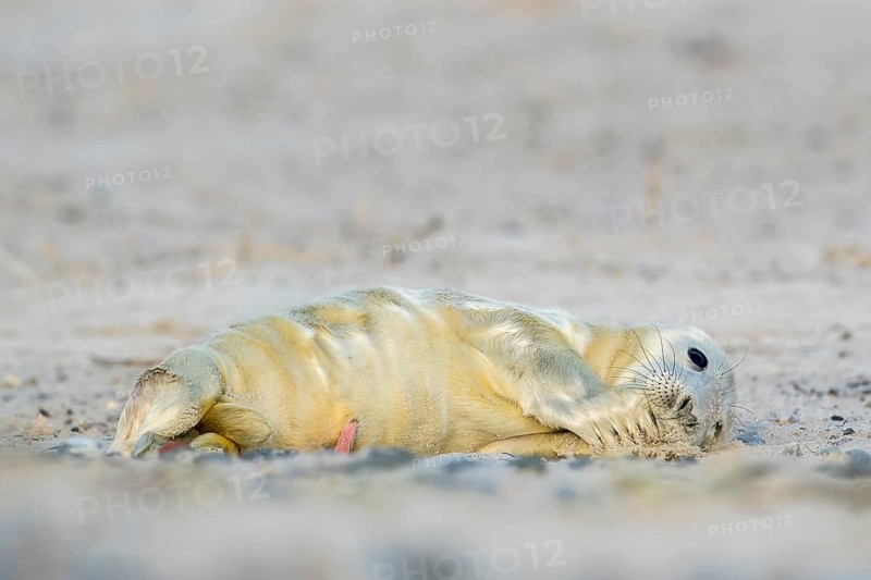 Grey seal (Halichoerus grypus)