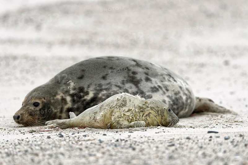 Grey seals (Halichoerus grypus)