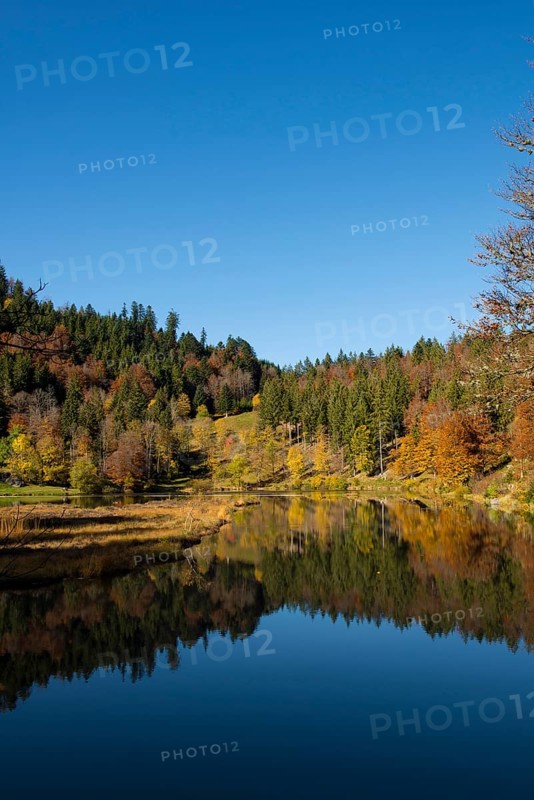 Lake with autumnal forest