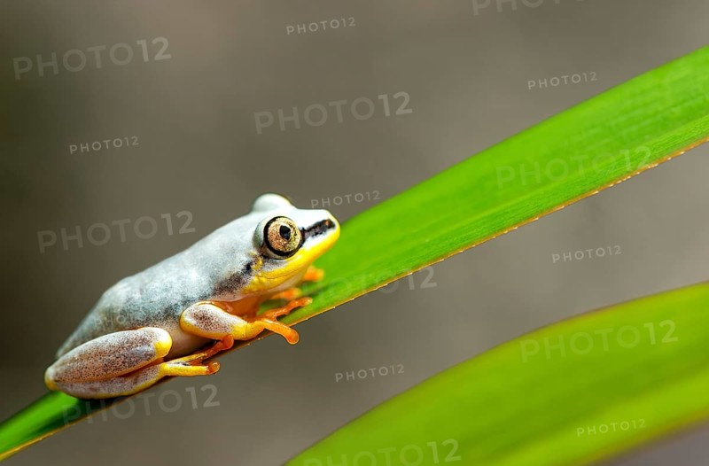 Blue-Back Reed Frog (Heterixalus madagascariensis)
