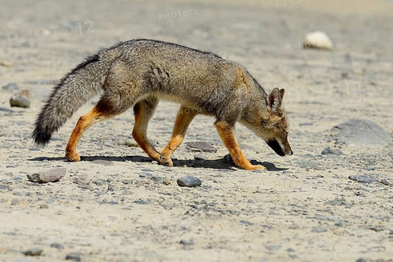 South American gray fox (Lycalopex griseus)