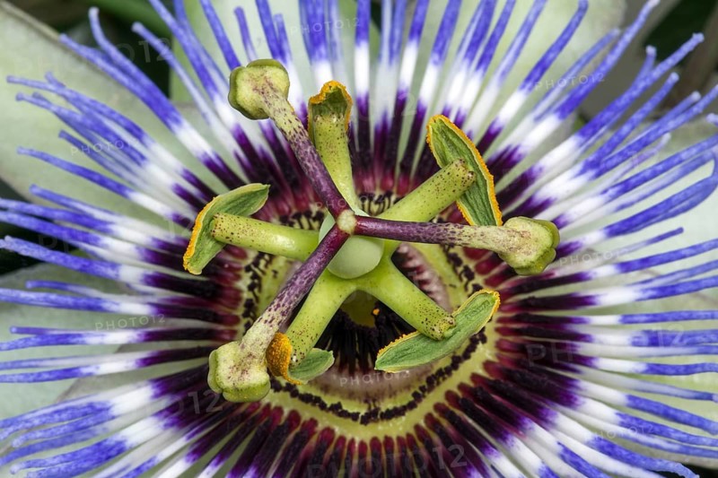 Blue passion flower (Passiflora caerulea)