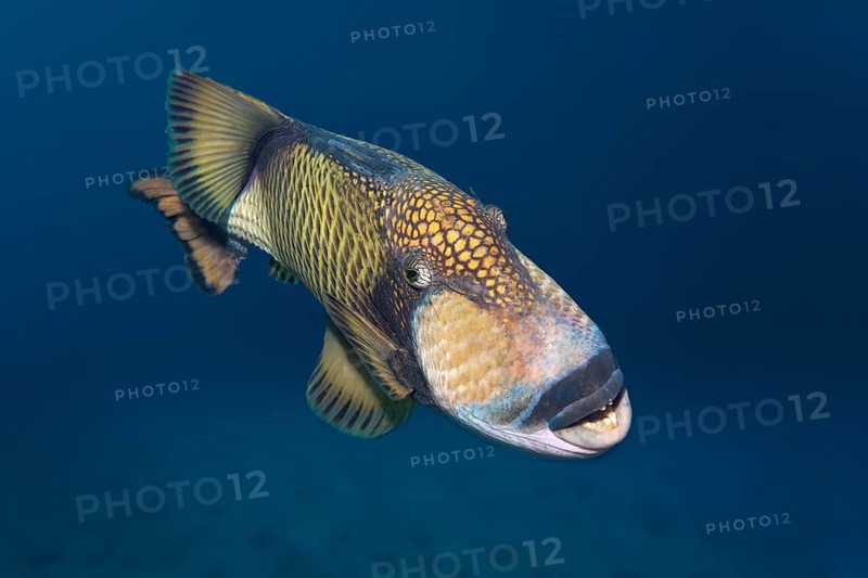 Titan triggerfish (Balistoides viridescens)