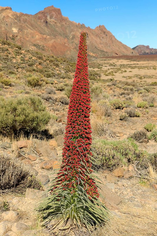 Flowering Echium wildpretii (Echium wildpretii)