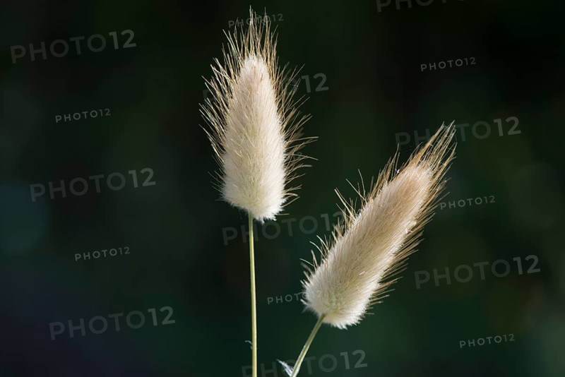 Hares tail grass (Lagurus ovatus)