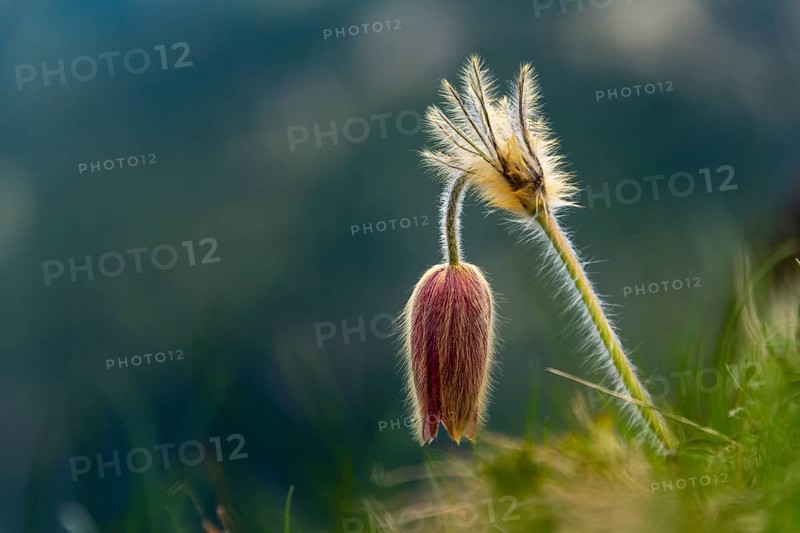 Alpine pasqueflower (Pulsatilla alpina) against a dark background