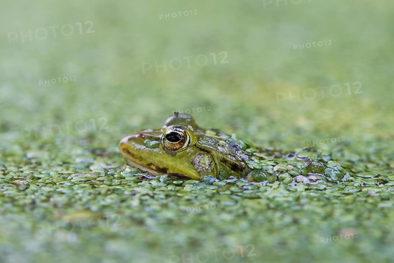 Green frog (Rana esculenta)