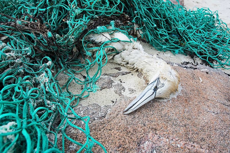 Gannet (Morus bassanus)
