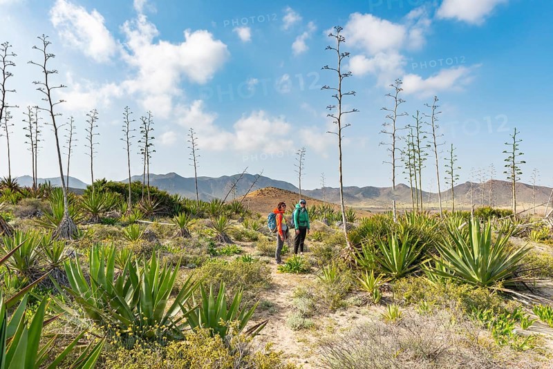 Hiker among overgrown dunes with agaves