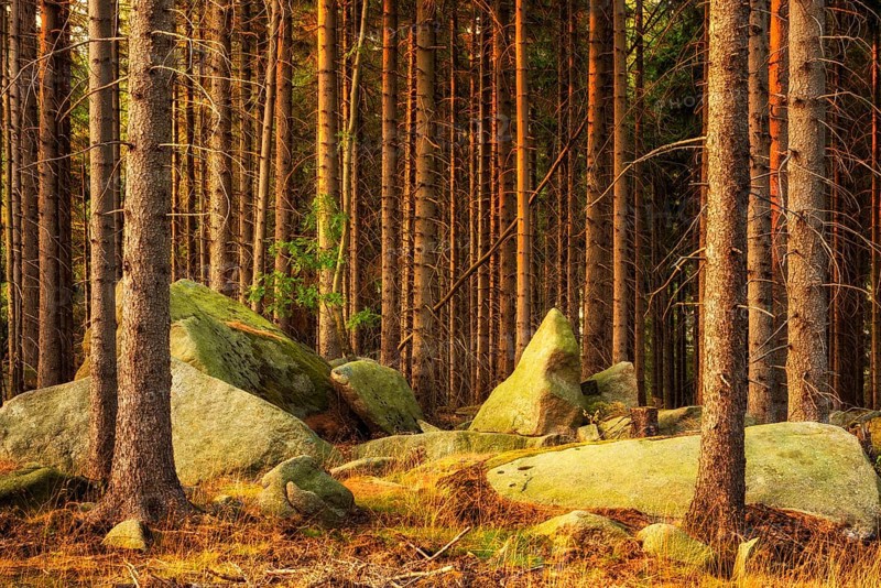 Spruce forest with large boulders in the last light of the evening sun