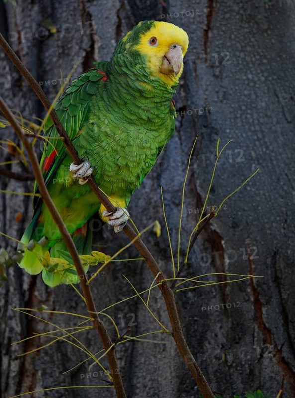 Yellow-headed amazon (Amazona ochrocephala)