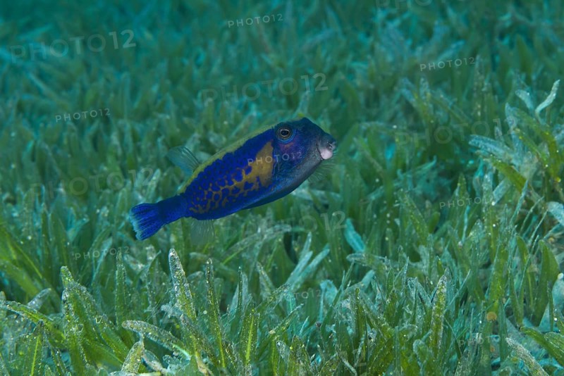 Baby Bluetail Trunkfish (Ostracion cyanurus) swims in the green sea grass
