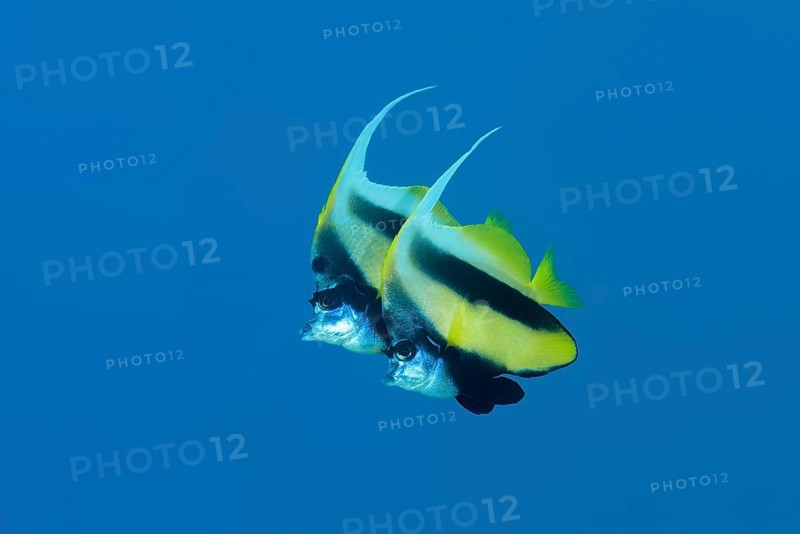 Couple Red Sea Bannerfish (Heniochus intermedius) swim in the blue water background