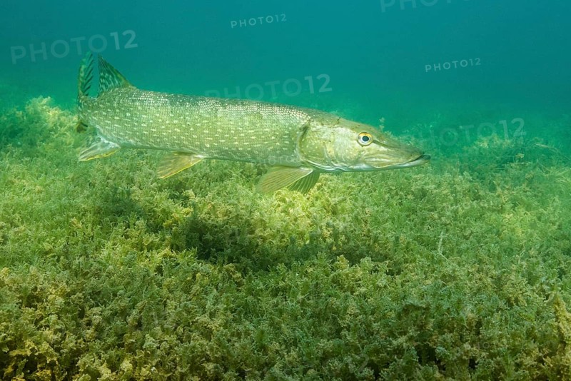 Pike (Esox lucius) floats over dense aquatic plants