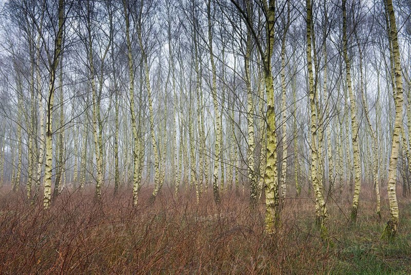 Beech forest (Betula pendula)