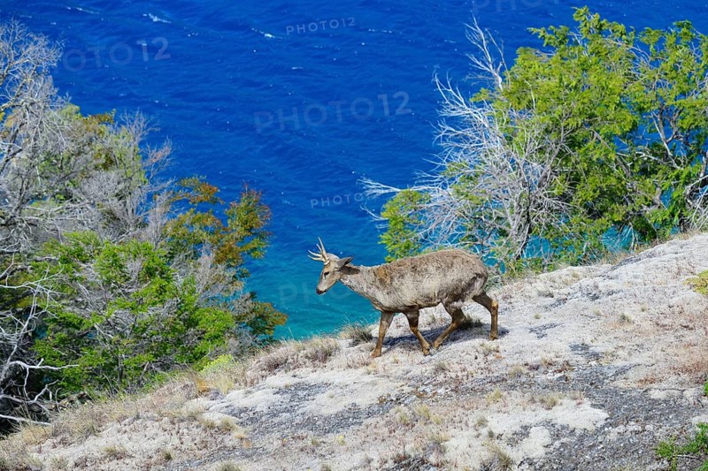 South Andean deer