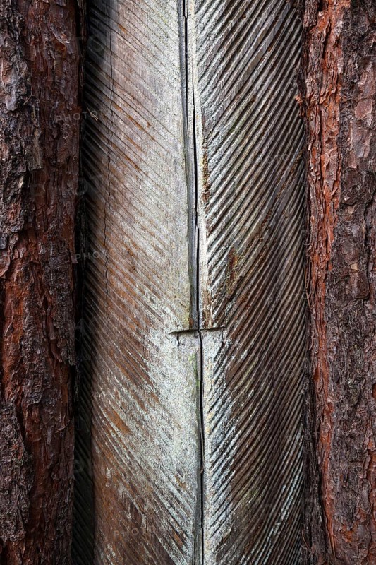 Pine (Pinus) with resin extraction until 1990