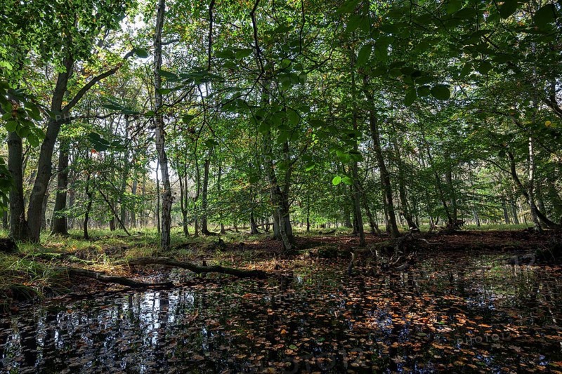 Moorlandscape in the Osterwald Forest