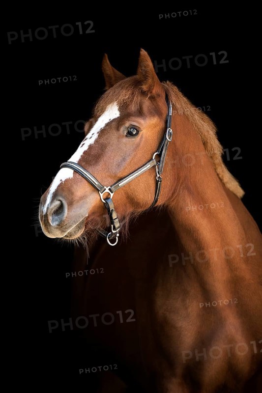Freiberger (Equus)