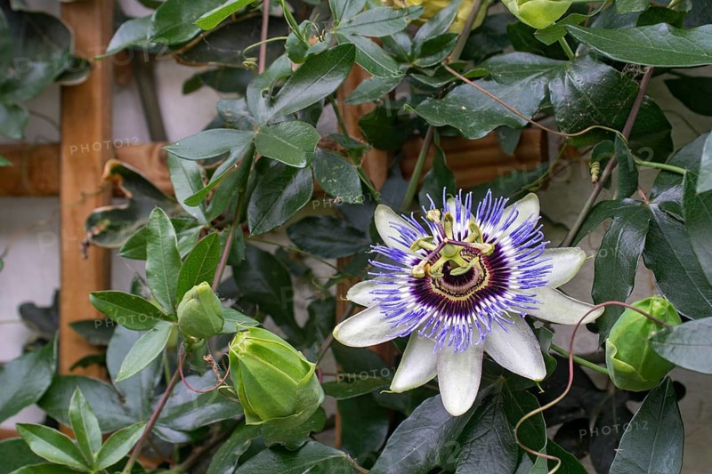 Blue passion flower (Passiflora caerulea)