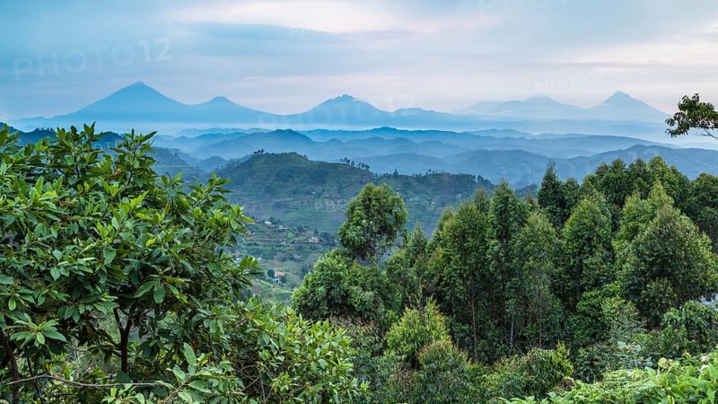 Tropical rainforest