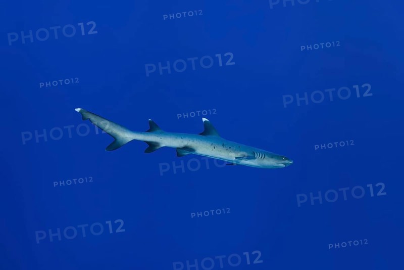 Whitetip reef shark (Triaenodon obesus) swims in the blue water