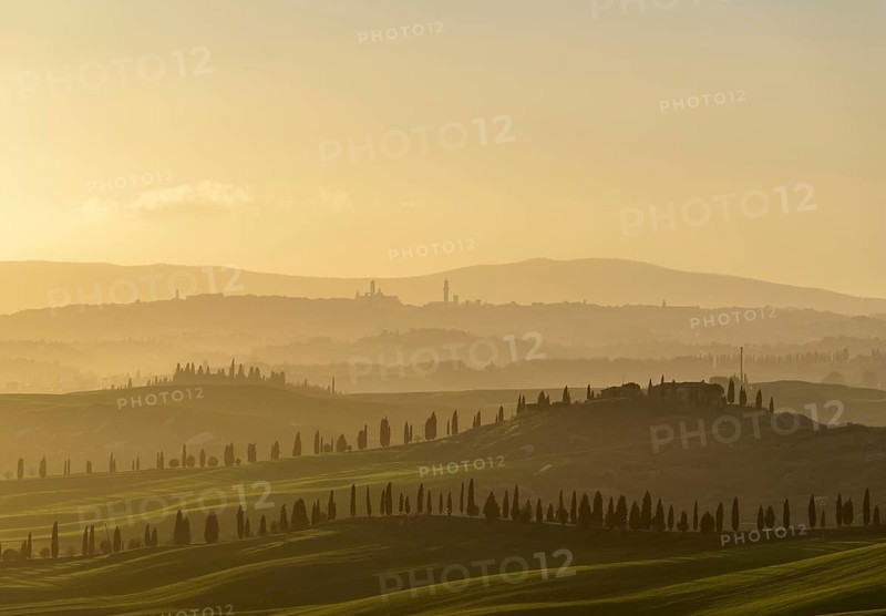Sunset over hilly landscape with pine avenue