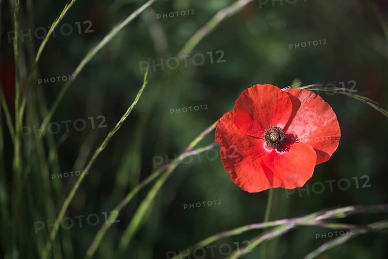 Corn poppy (Papaver rhoeas)