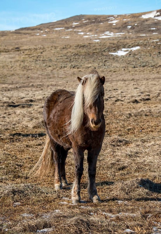 Icelandic horse (Equus przewalskii f. caballus)
