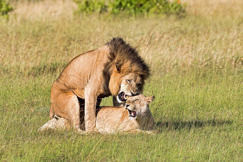 Lions (Panthera leo)