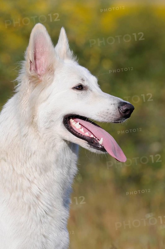 White Swiss Shepherd Dog