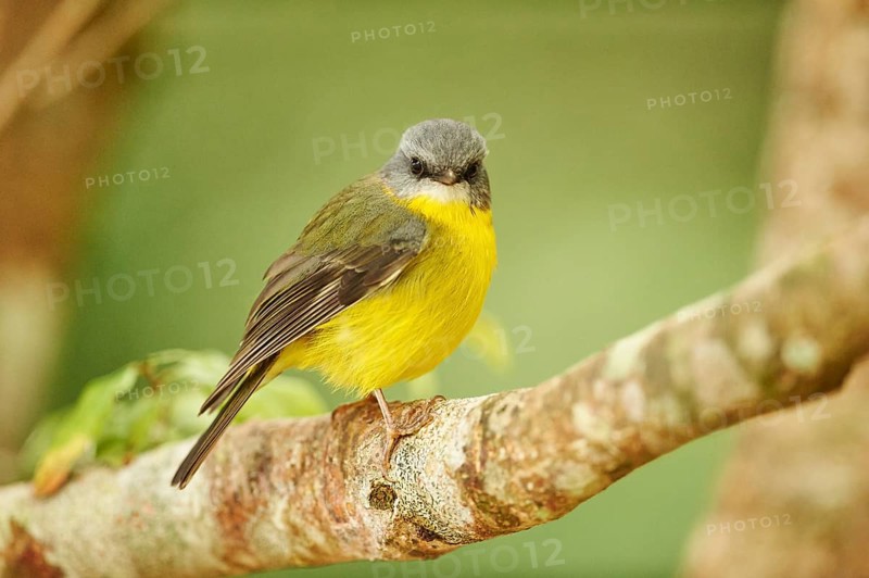 Eastern Yellow Robin (Eopsaltria australis) sitting on a branch