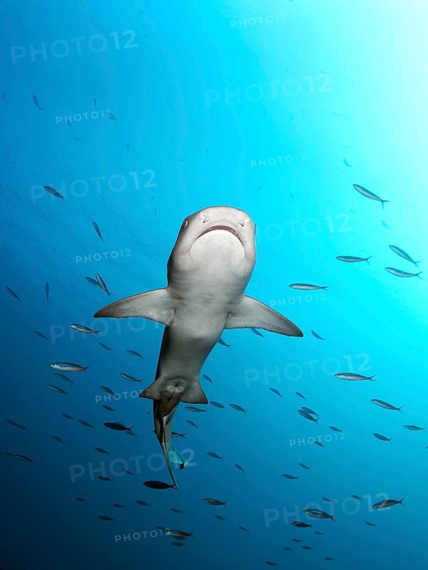 Whitetip reef shark (Triaenodon obesus) from below in the open sea