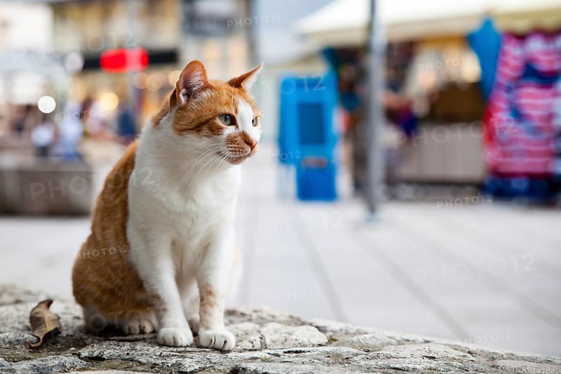 Street cat