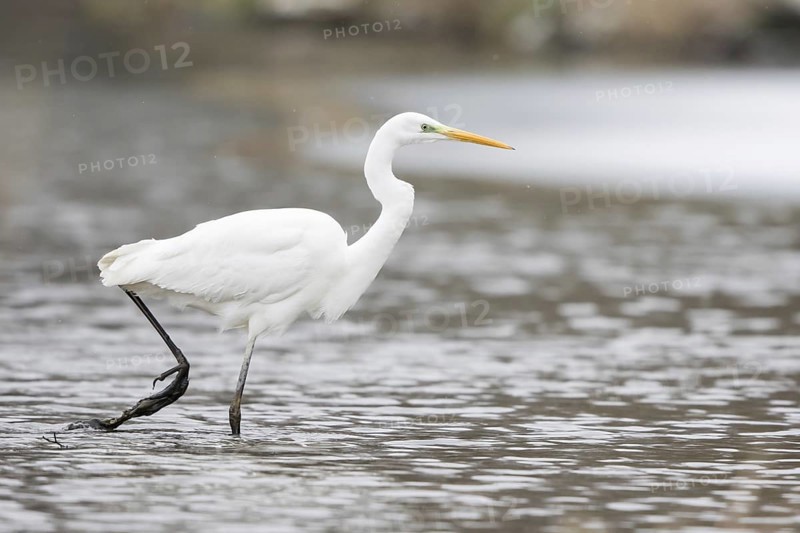 Great egret (Ardea alba) striding in water