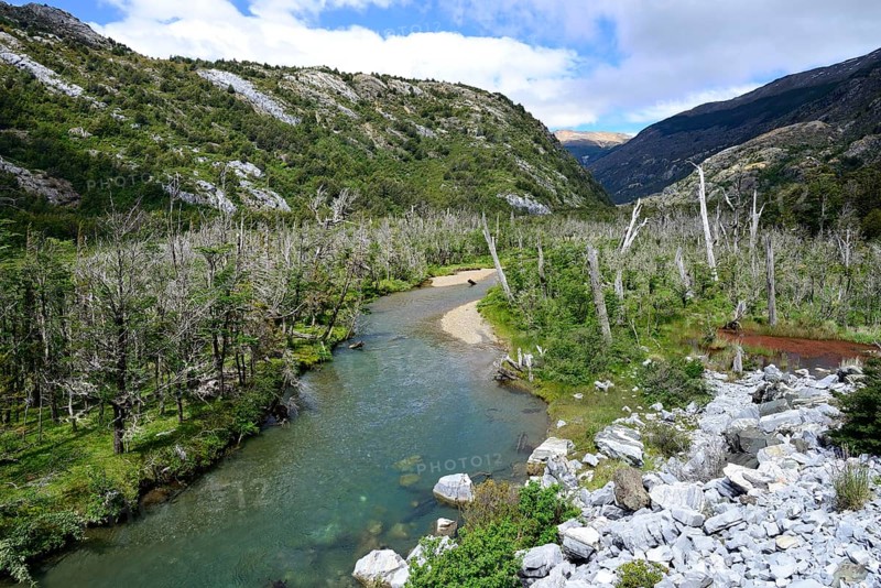 Landscape with dead trees at the Rio Exploradores river