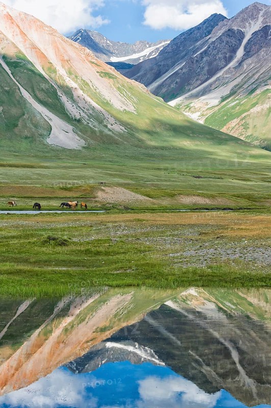 Flock of Horses (Equus) on a meadow
