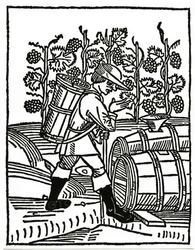 Grape grape harvest