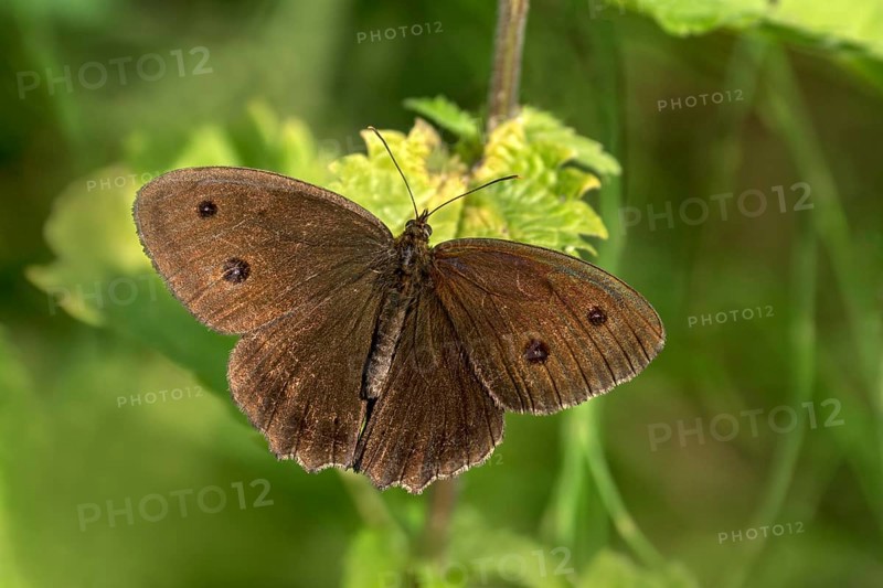 Minois dryas (Minois dryas) with spread wings