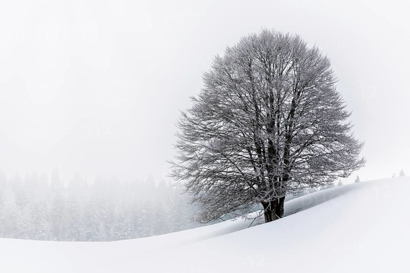Frozen tree in Winter
