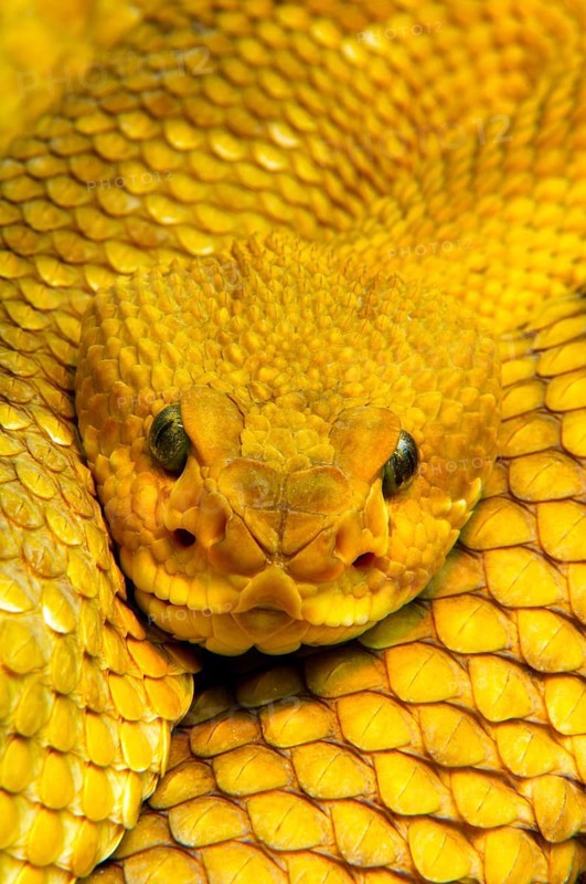 Mexican west coast rattlesnake (Crotalus basiliscus)
