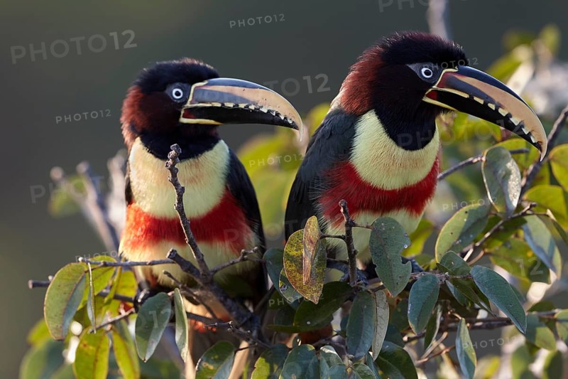 Chestnut-eared aracaris (Pteroglossus castanotis) on a bush near Pocone