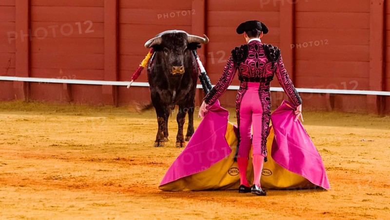 Bull stands in front of Matador