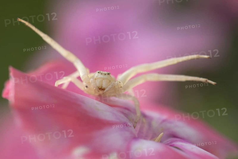 Goldenrod crab spider (Misumena vatia) on pink flower