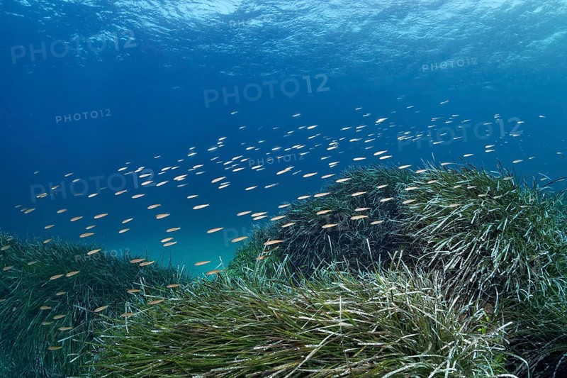 Mediterranean sand smelt (Atherina hepsetut)