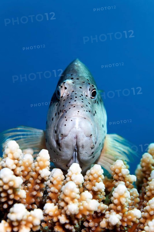 Black-sided hawkfish (Paracirrhite forsteri)