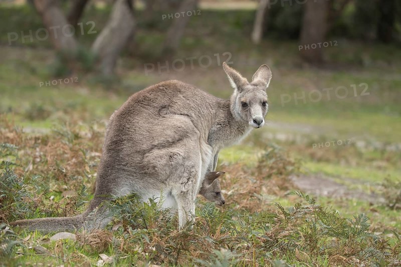 Eastern grey kangaroo (Macropus giganteus) adult and baby joey in it's mothers pouch