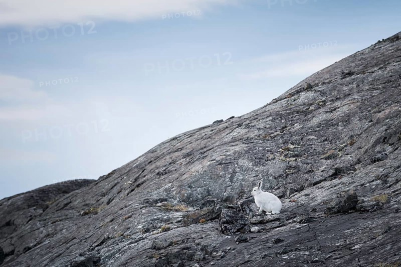 Arctic hare (Lepus arcticus)