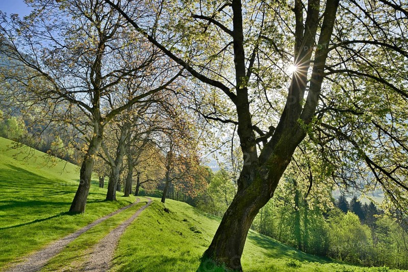 Nut tree alley in spring at Tratzberg Castle
