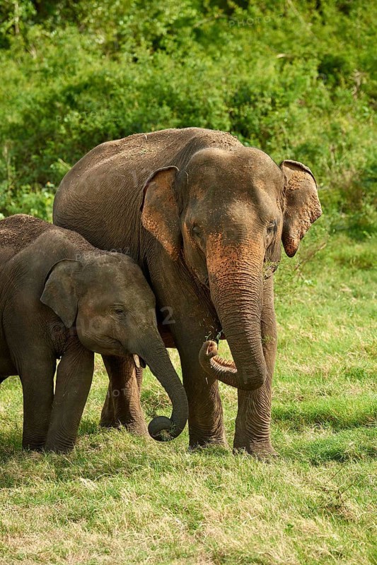 Sri Lankan elephants (Elephas maximus maximus)